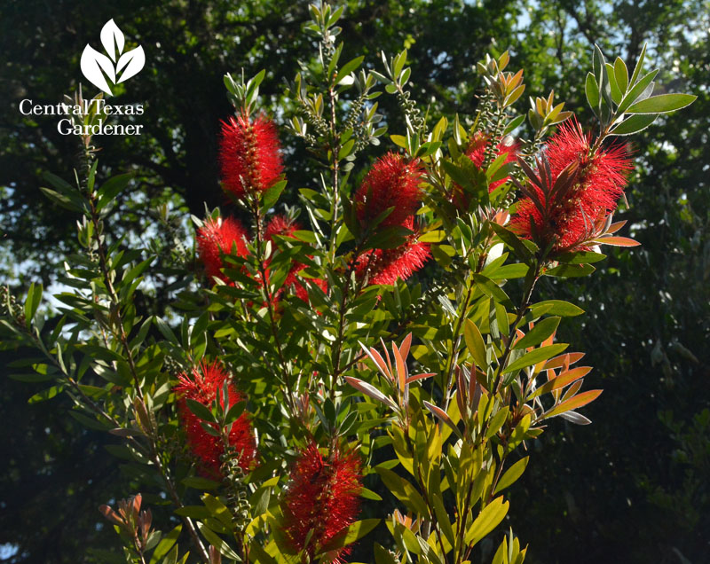 bottlebrush shrub for bees Central Texas Gardener