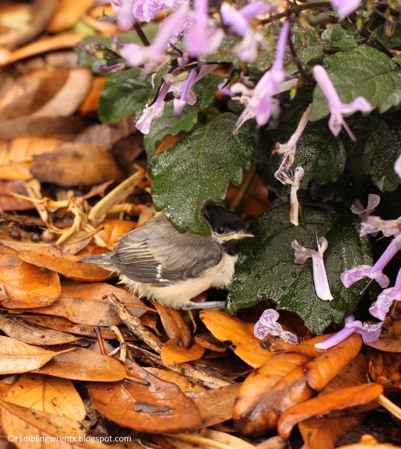 chickadee in oak leaves Rambling Wren blog 