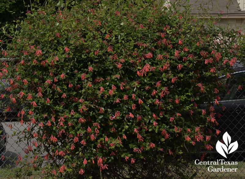 coral honeysuckle trellised on fence Central Texas Gardener