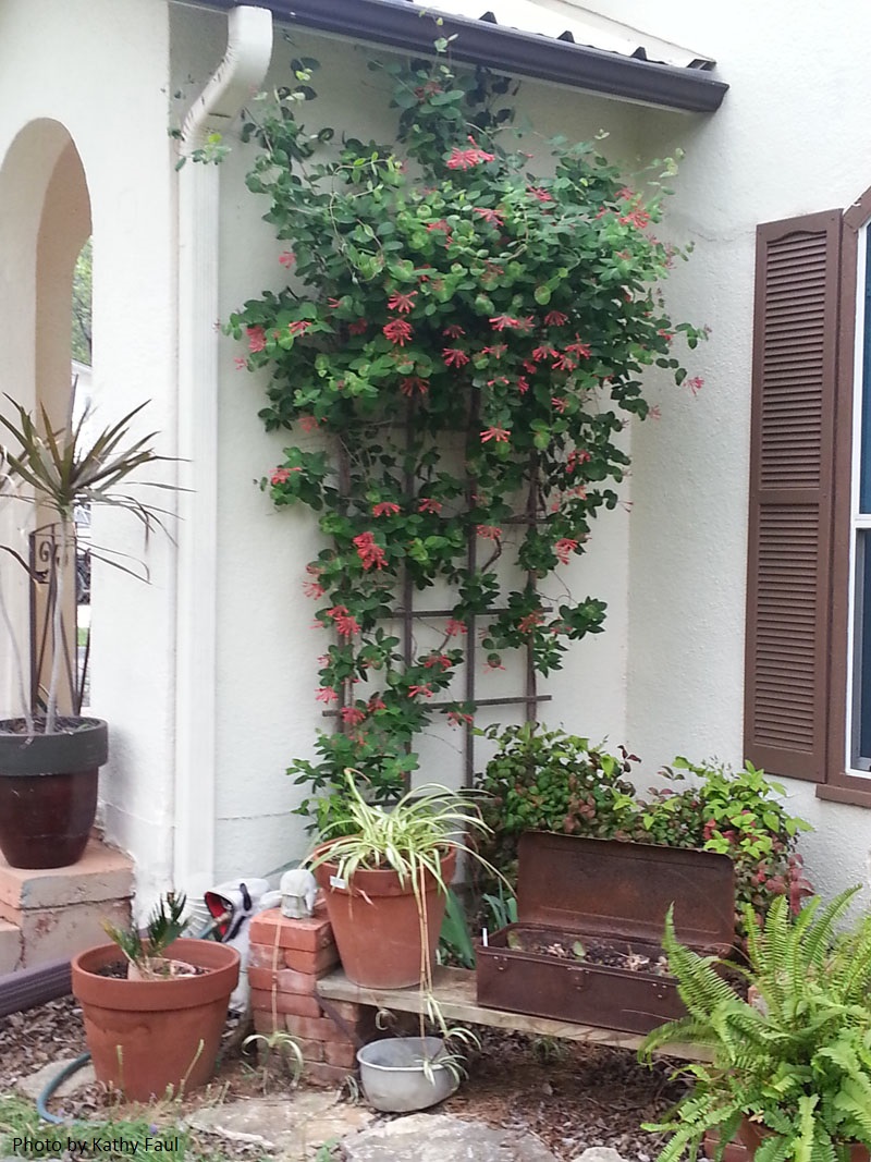 coral honeysuckle trellised on patio Central Texas Gardener