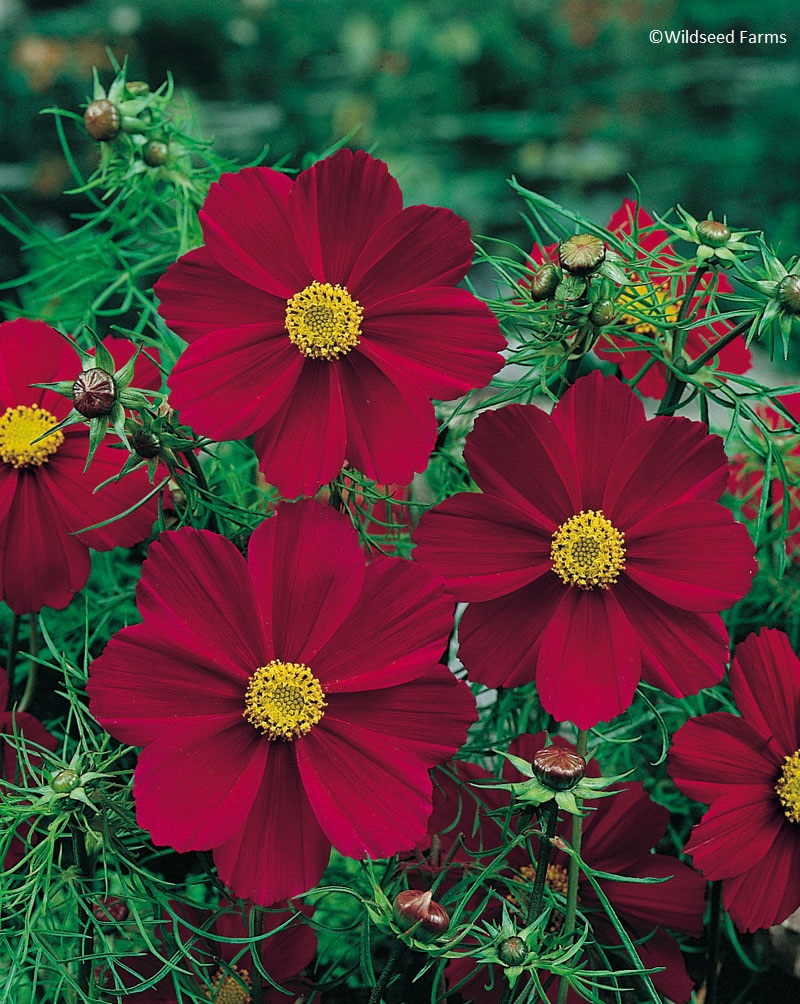 Cosmos Tetra Versailles Red Wildseed Farms 