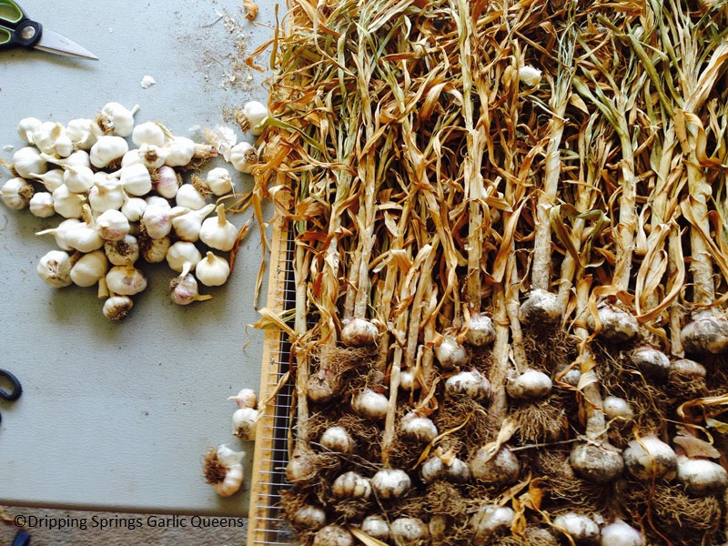 drying garlic Dripping Springs Garlic Queens