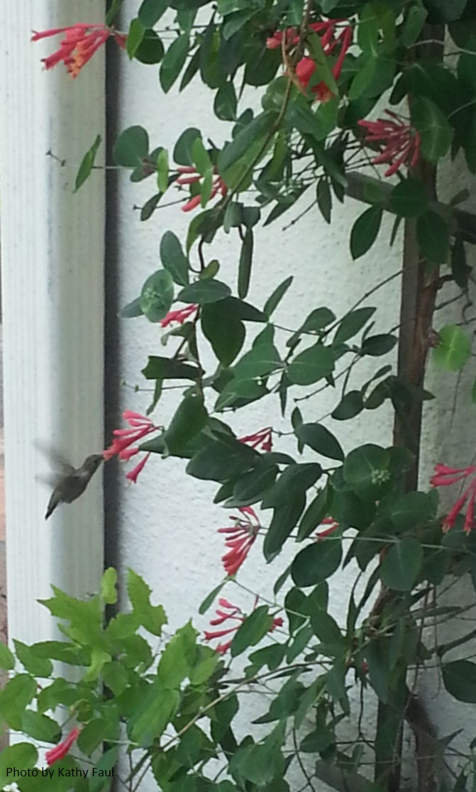 hummingbird on coral honeysuckle Central Texas Gardener