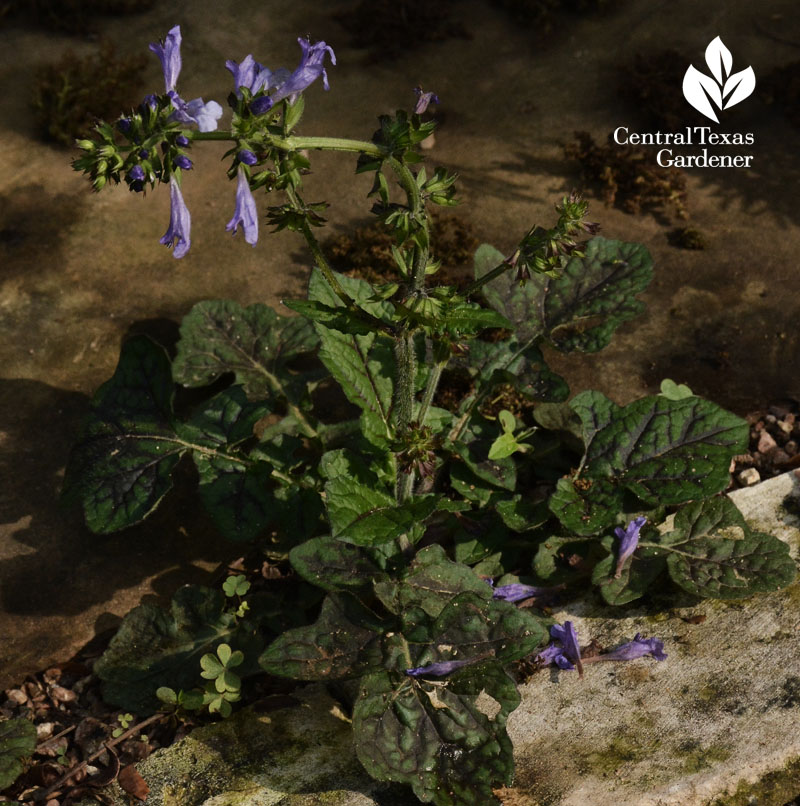 native Salvia lyrata shade plant Central Texas Gardener