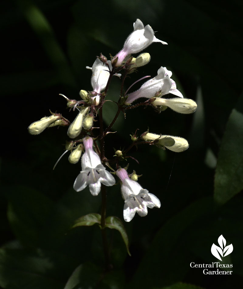 native penstemon cobaea Central Texas Gardener