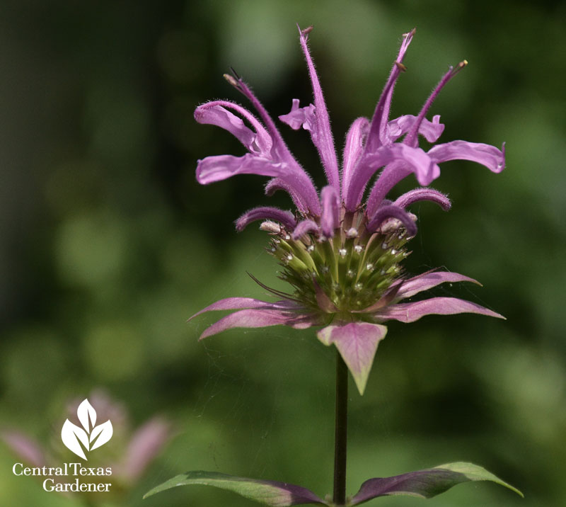 peter's purple bee balm Central Texas Gardener