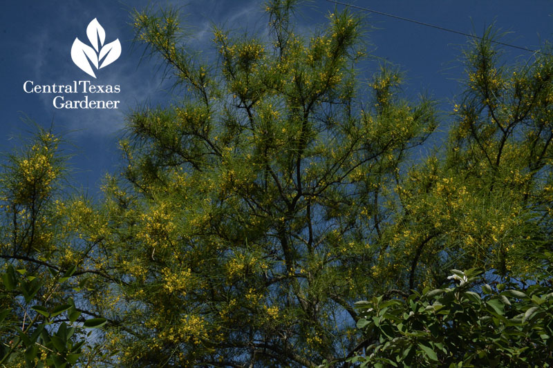 retama Parkinsonia aculeata for bees Central Texas Gardener