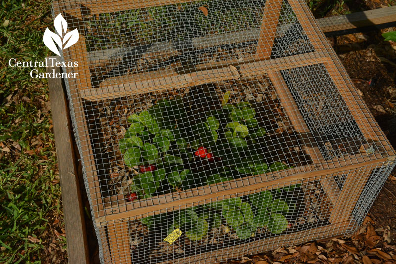 screen cage to protect strawberries Central Texas Gardener