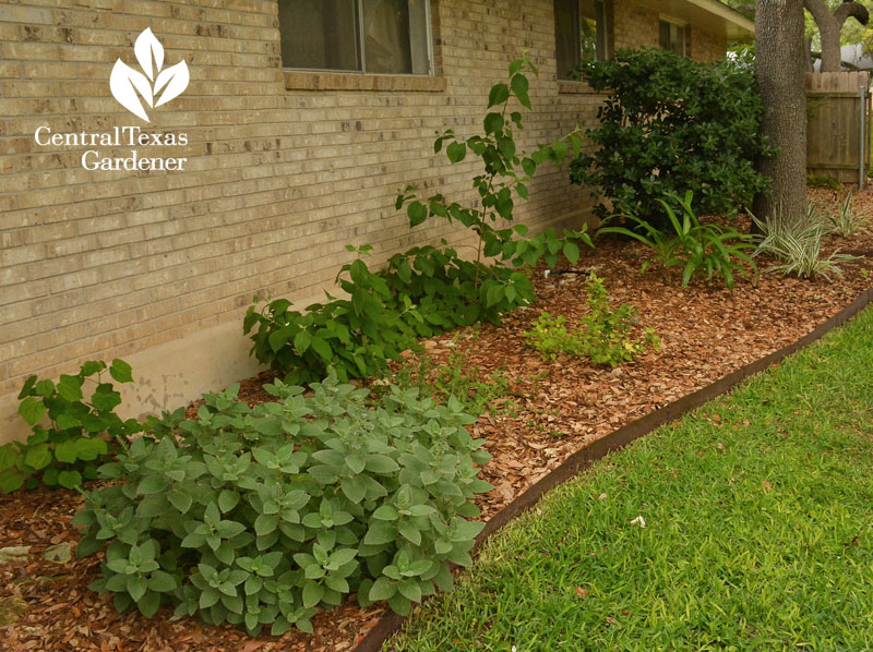 shady garden strip Central Texas Gardener