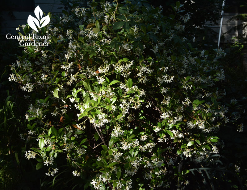 star jasmine shaped as shrub Central Texas Gardener