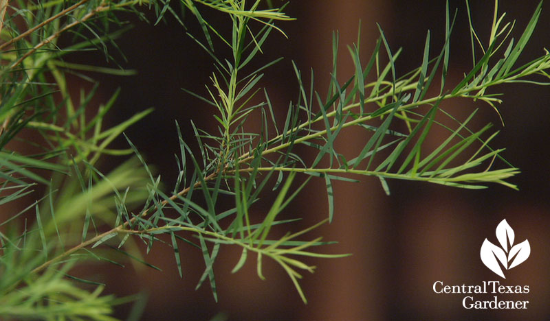 tea tree Melaleuca alternifolia Central Texas Gardener