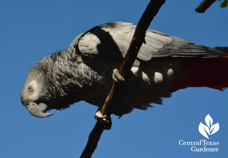 African Gray parrot Central Texas Gardener