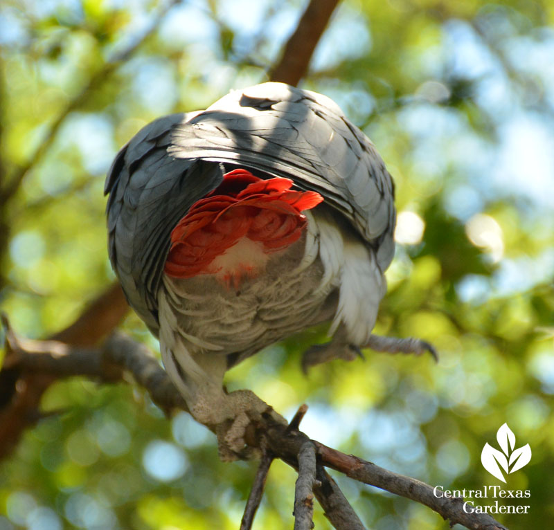 African Gray parrot orange tail feathers Central Texas Gardener