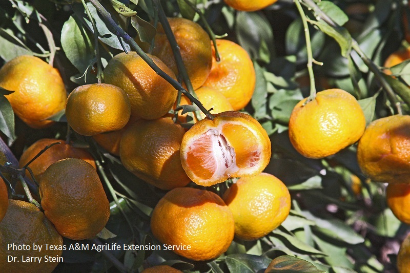 Arctic Frost satsuma Texas A&M Texas Superstar