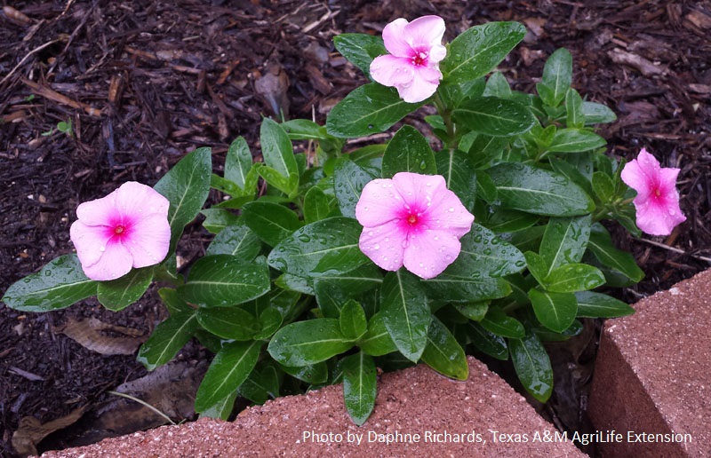 Cora vinca Central Texas Gardener