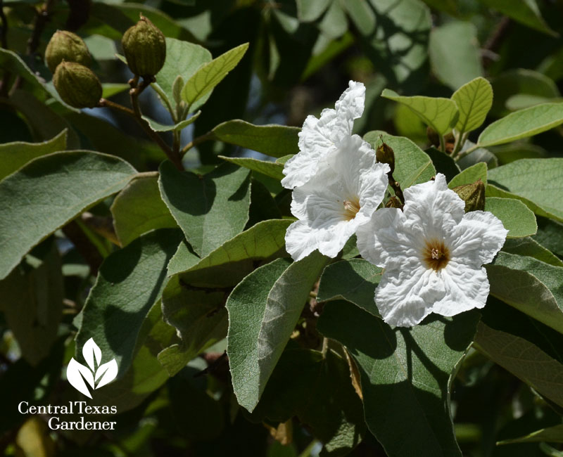 Cordia boissieri Texas wild olive Central Texas Gardener