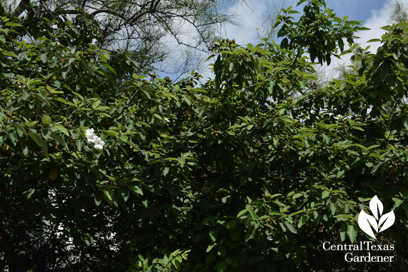 Cordia boissieri Texas wild olive flowers and fruit Central Texas Gardener