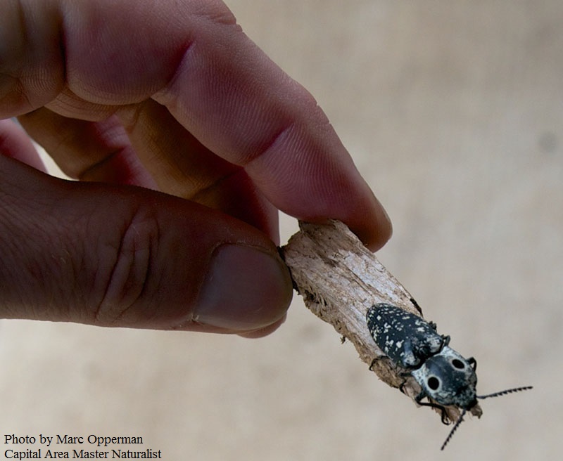 Eyed click beetle by Marc Opperman Central Texas Gardener