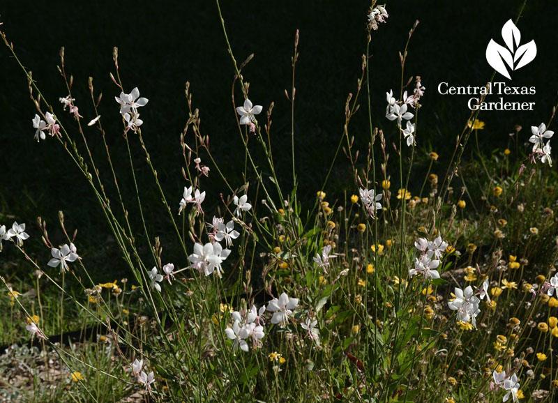 Gaura lindheimeri Central Texas Gardener