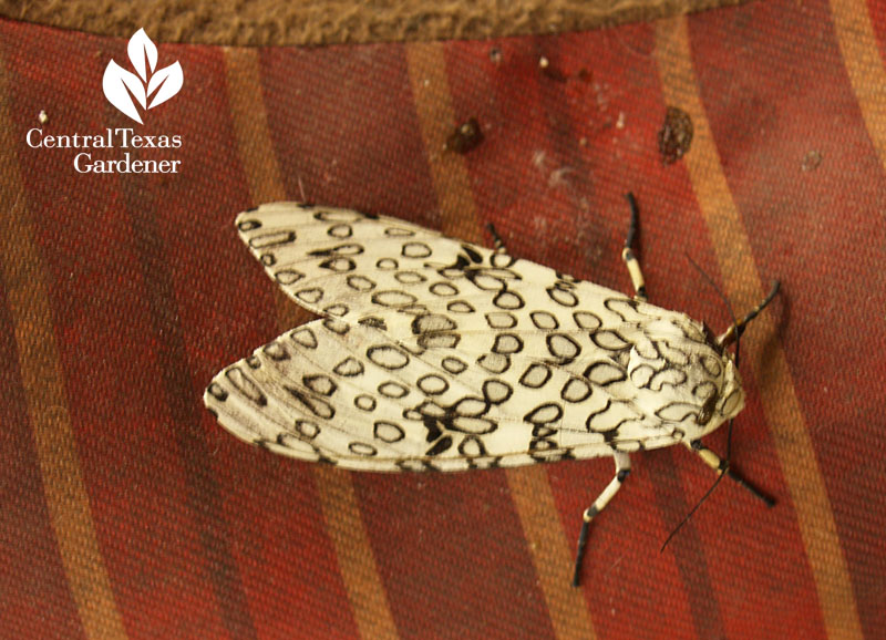 Giant leopard moth Central Texas Gardener