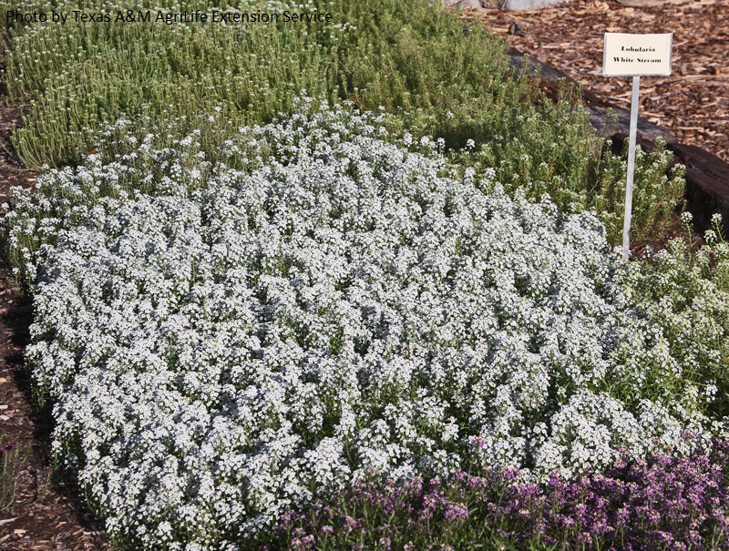 Lobularia White Stream hybrid alyssum summer annual Texas A&M Texas Superstar