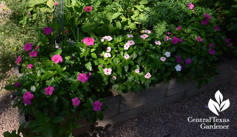 Periwinkles in raised bed Central Texas Gardener