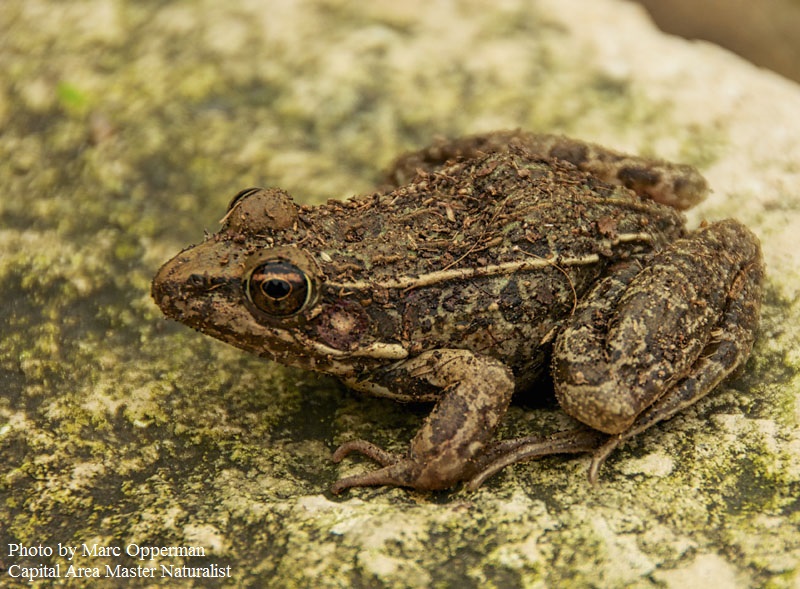 Southern leopard frog by Marc Opperman Central Texas Gardener