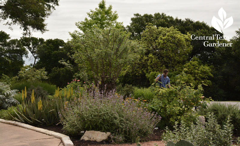 American Botanical Council medicinal gardens Central Texas Gardener