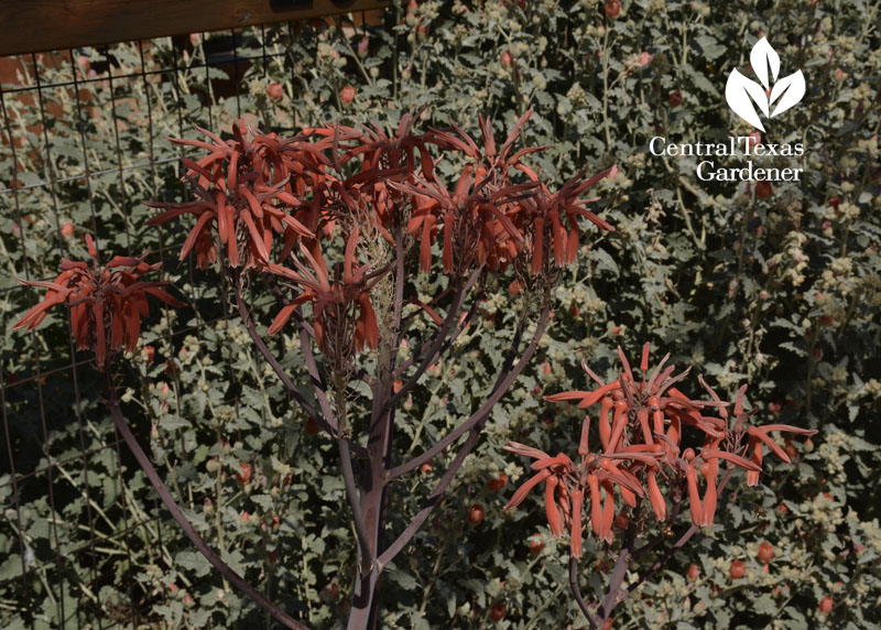 Aloe maculata and globe mallow drought tough Central Texas Gardener 