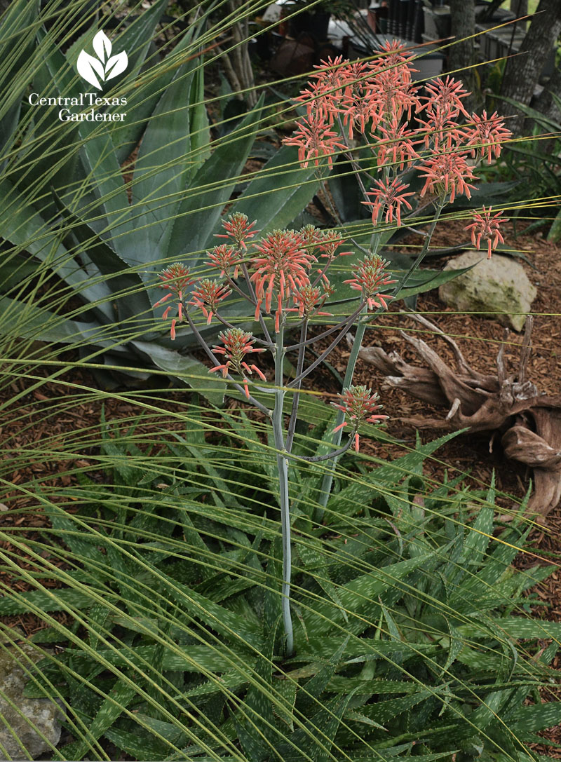 aloe maculata drought tough plant Central Texas Gardener 