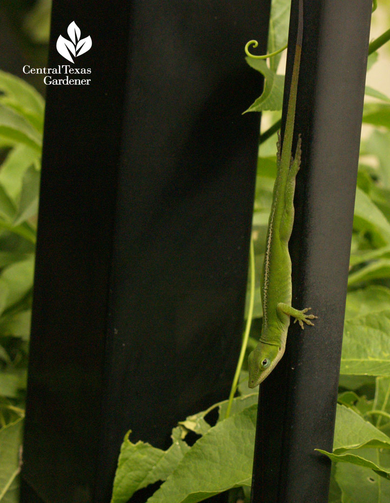 anole on fence Central Texas Gardener