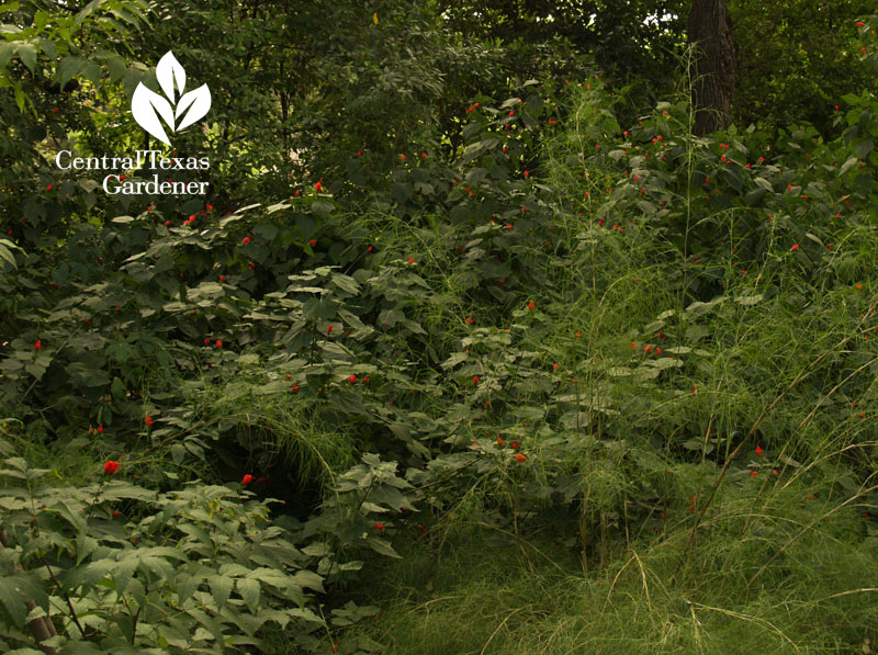 Big Mama Turk's cap and bamboo muhly rain garden Central Texas Gardener