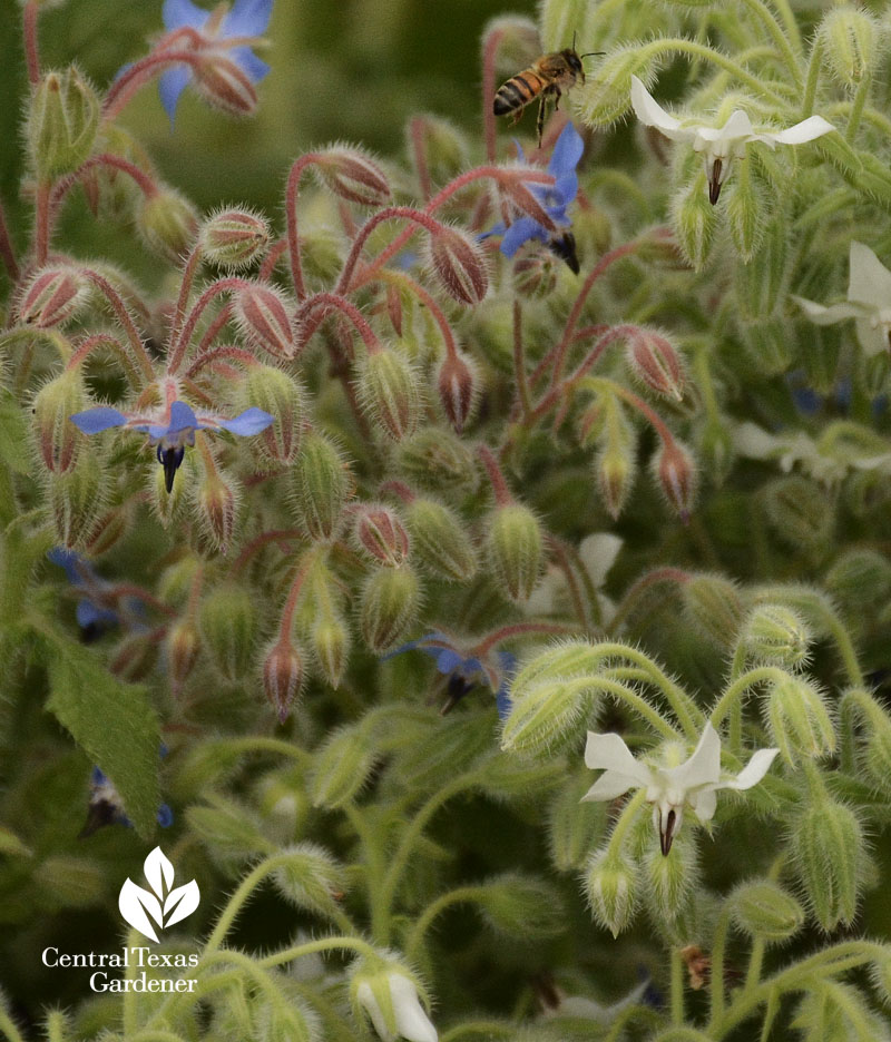 bee on borage American Botanical Council Central Texas Gardener