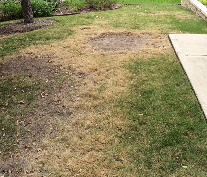 brown patch on Zeon Zoysia Central Texas Gardener