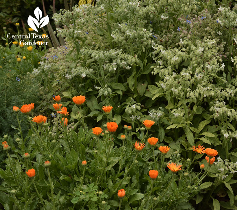 Beneficial calendula and borage American Botanical Council Central Texas Gardener