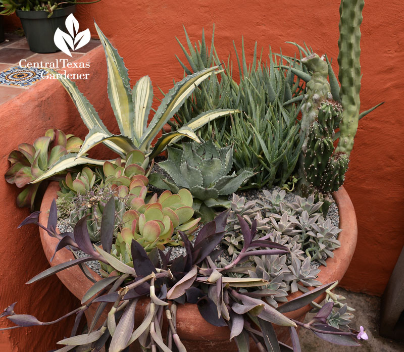 succulent container design Central Texas Gardener