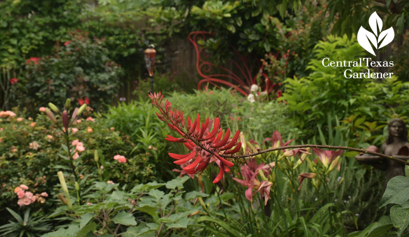 Native coralbean for hummingbirds Central Texas Gardener