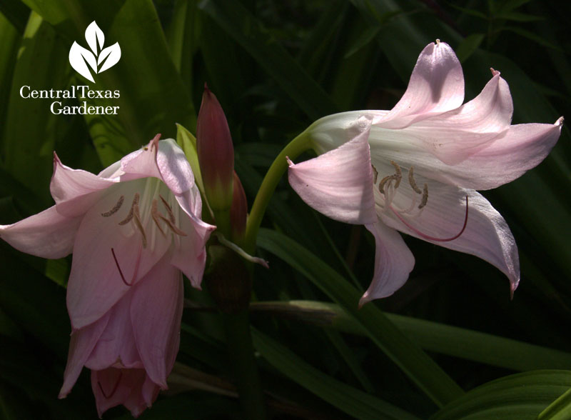 Crinum lilies  rain garden plant Central Texas Gardener 