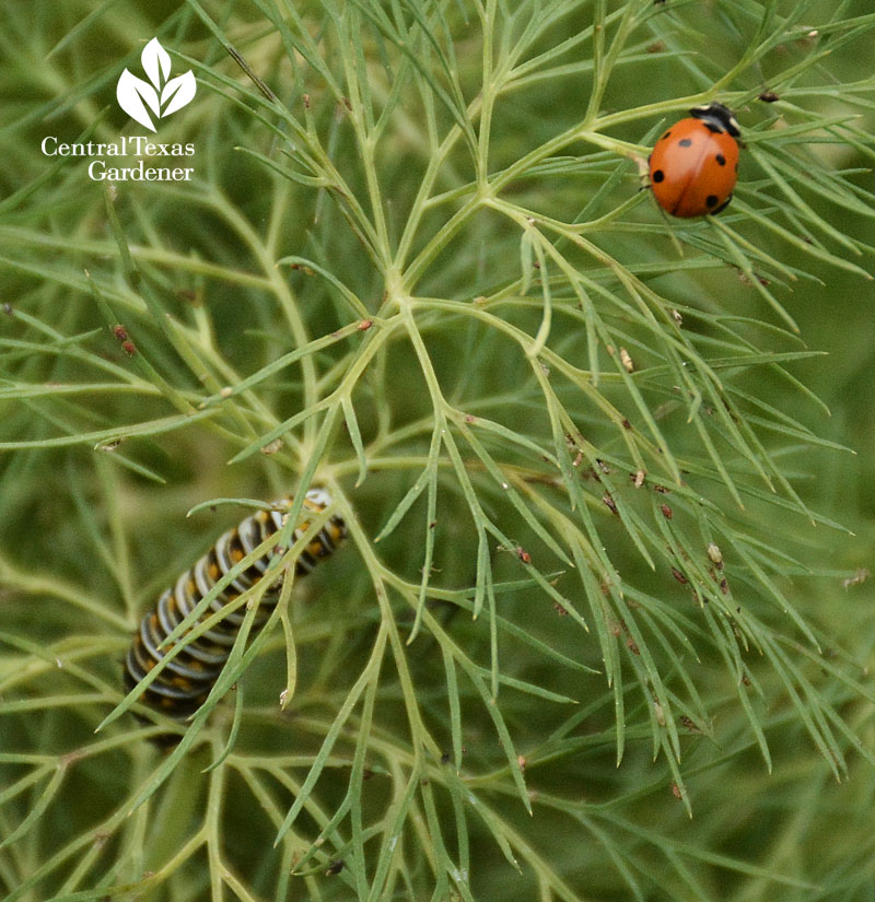 Swallowtail butterfly caterpillar and ladybug on dill American Botanical Council gardens Central Texas Gardener