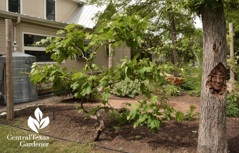 American Botanical Council grape arbor and tree carving Central Texas Gardener