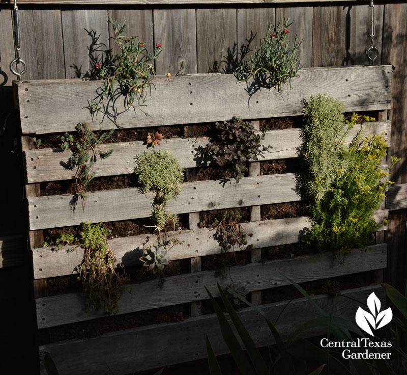 pallet succulent vertical garden Central Texas Gardener