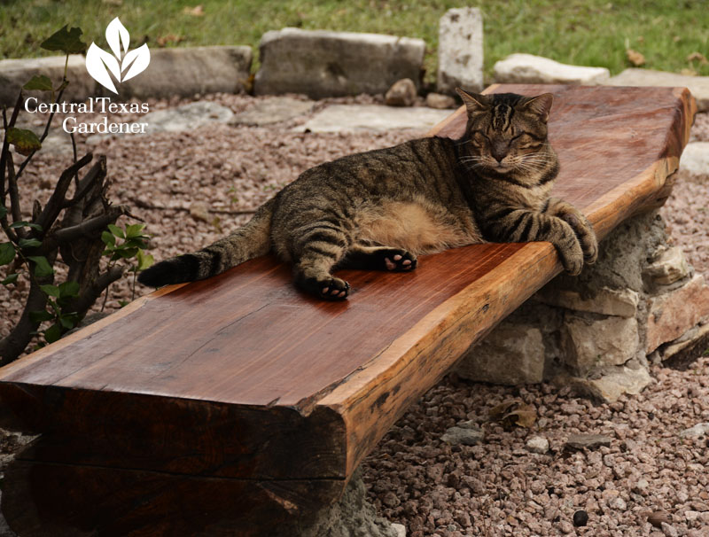 homemade bench from cedar log Central Texas Gardener