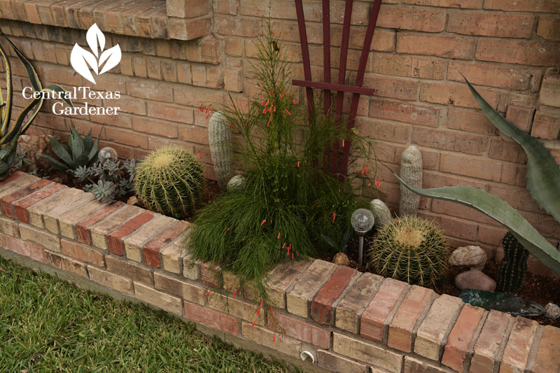 succulent raised bed design central texas gardener