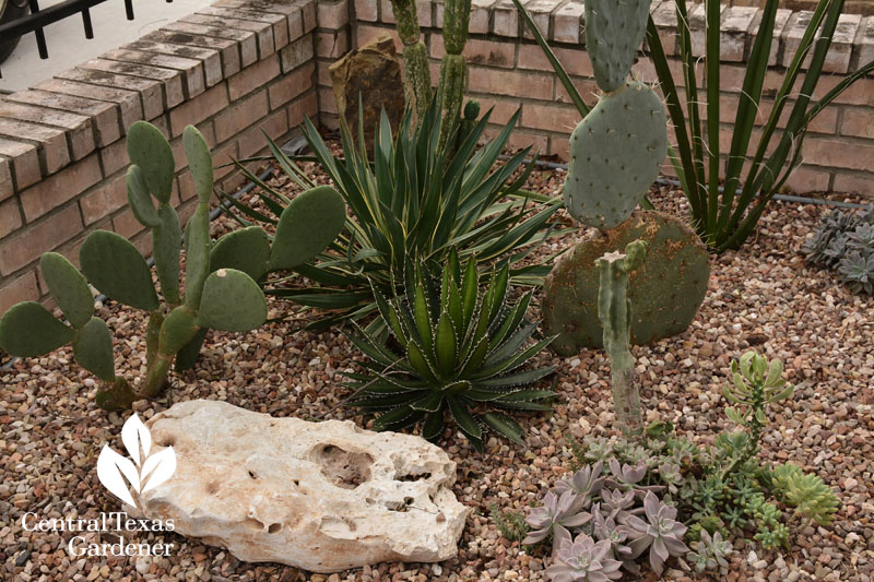 ghost plant succulent design Central Texas Gardener