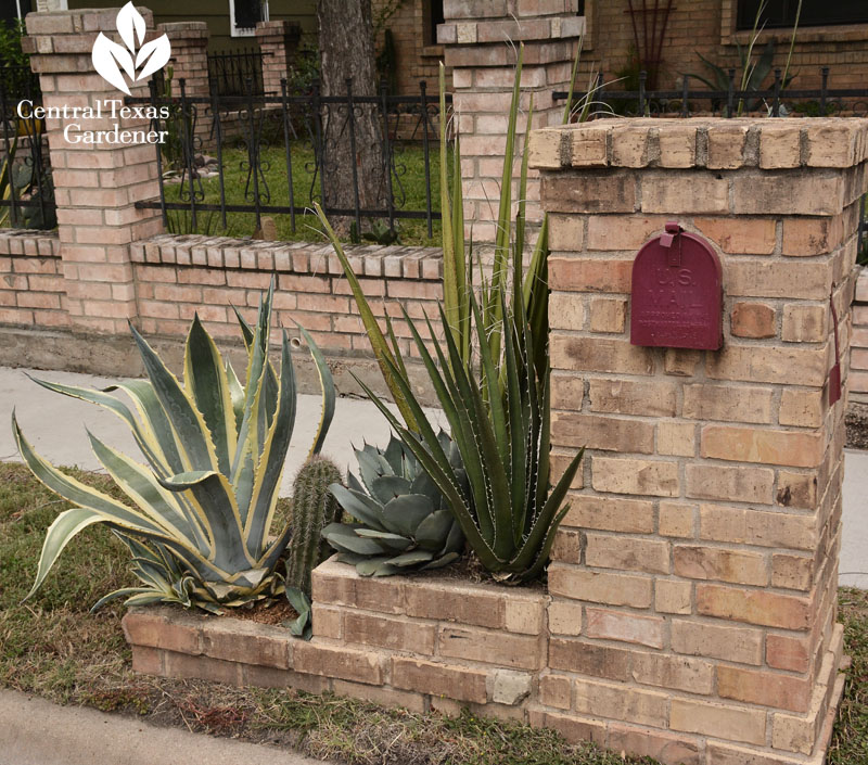  mailbox succulent design central texas gardener
