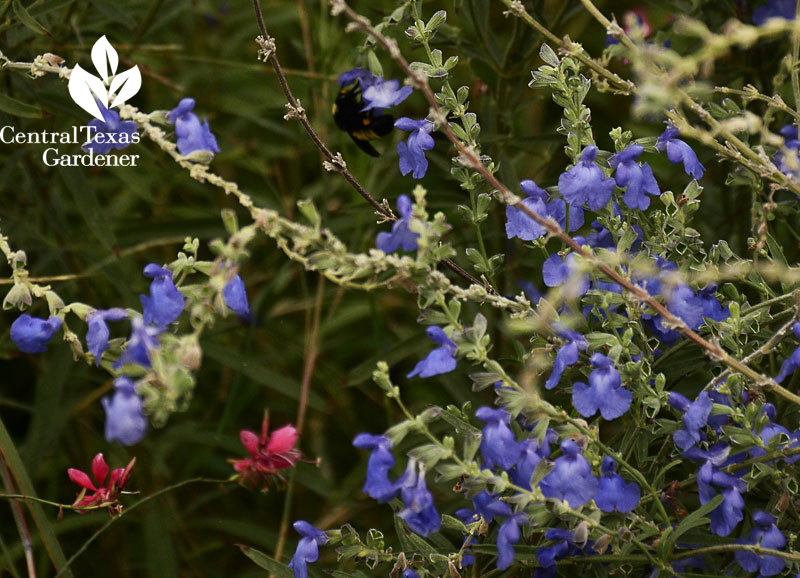 Bee on pitcher sage Salvia azurea Central Texas Gardener 