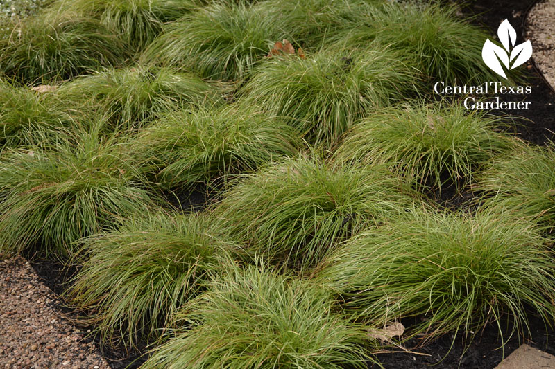 sedge Carex retroflexa rain garden plant Central Texas Gardener 