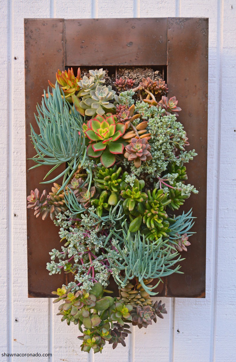 shawna coronado succulent vertical garden