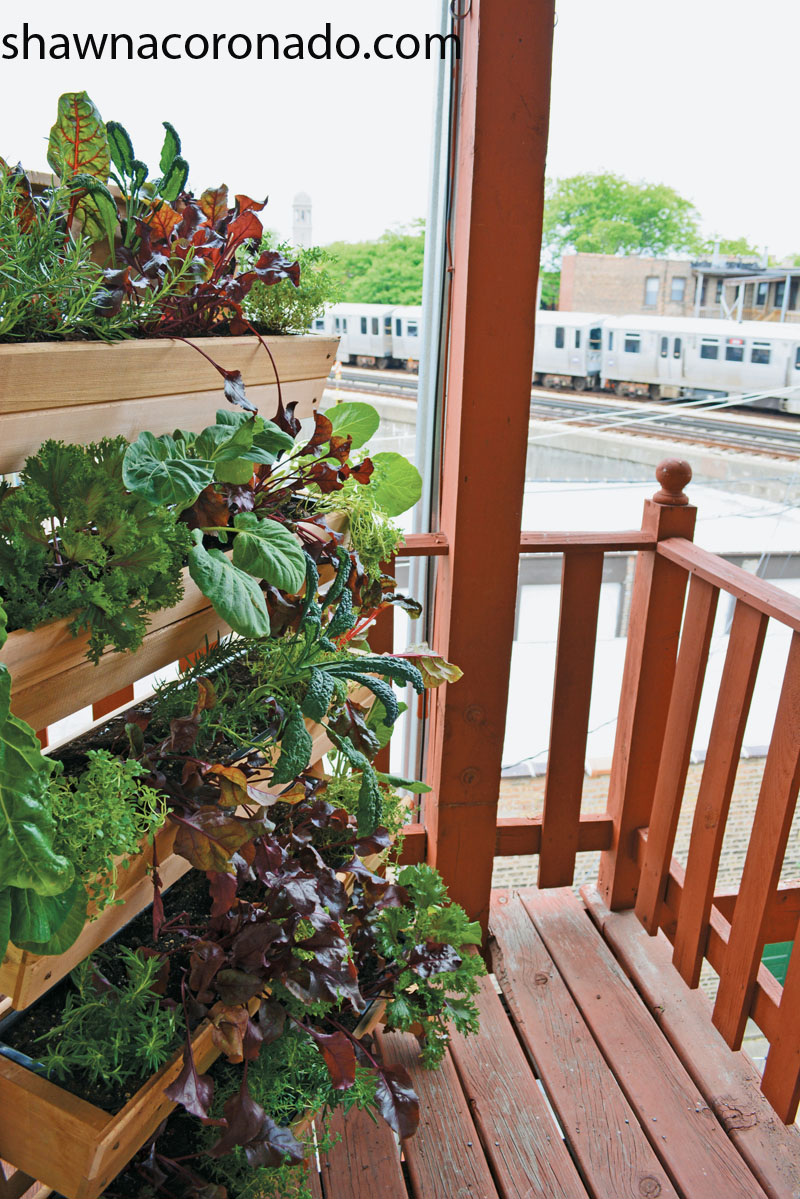 shawna coronado window boxes patio