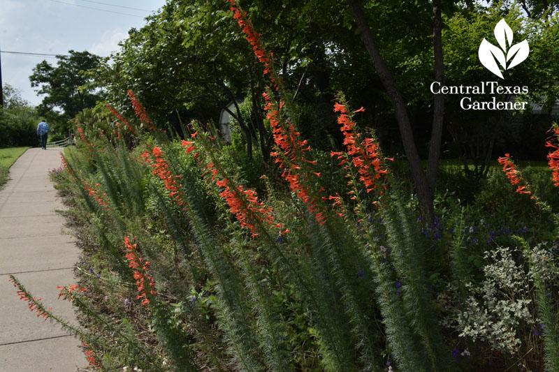 standing cypress native plant for hummingbirds Central Texas Gardener